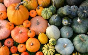 colorful-pumpkin-season